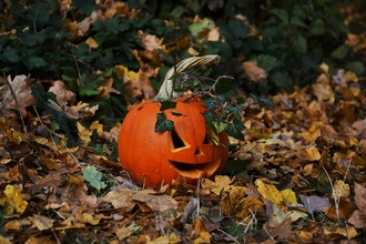 Halloween Wildlife Walk