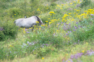 Chalk Grassland at Nemo Down