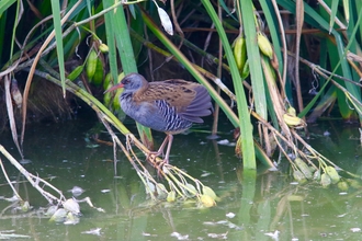 Water rail bird oare marshes