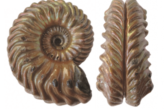 Folkestone Ammonite by Philip Hadland