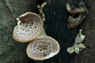 Mushroom Fungi Seal Chart Common