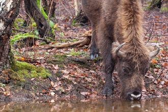 Bison drinking by Donovan Wright