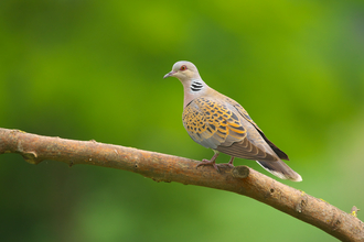 Turtle dove