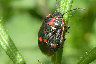 Shieldbug Crucifer (Gill and John Brook)