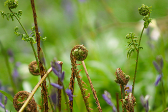 covert wood fern and bluebell