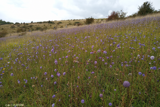 Lydden Temple Ewell, showing chalk downland covered in Devil’s bit Scabious, with volunteers working in the background.