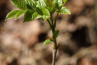 Ash sapling © Vaughn Matthews