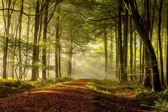 Landscape walking through woodland with light shining through trees