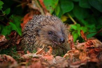 A hedgehog at night amongst fallen leaves