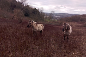 Konik ponies at wouldham common