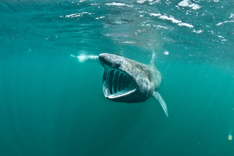 A basking shark near the surface of the water