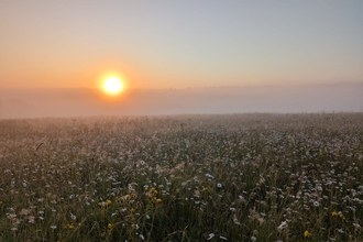 A misty summer sunrise over wildflowers at Nashenden Down