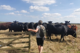 Lisa Hoey volunteer herding cows