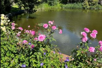 A pond at Langdon surrounded by pink flowers