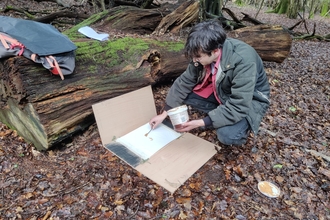 track plate set up for pine marten restoration project ecological feasibility