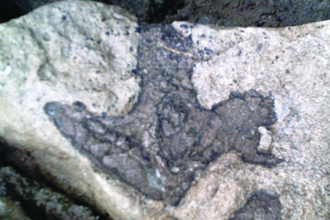 Tridactyl dinosaur footprint from Folkestone (Philip Hadland)