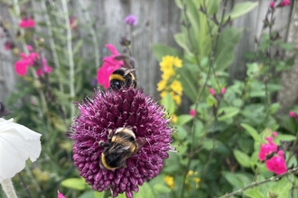 Bees on a purple alium