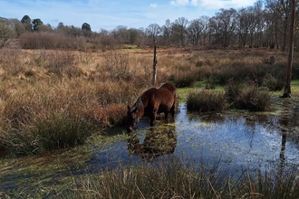 A pony in the bog at Hothfield Heathlands.