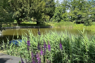 A pond at Langdon surrounded by reeds and purple flowers