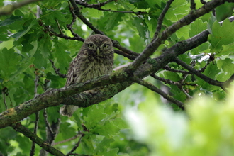 Little owl on brand surrounded by green looking at camera