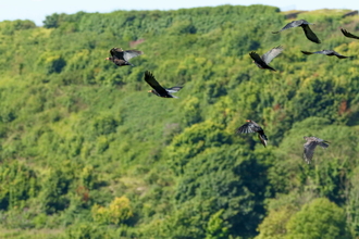 A group of chough birds flying in front of a woodland.