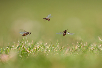 Three flying ants above short grass with a blurred background.