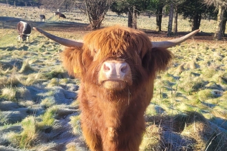 A highland cow looking straight towards the camera, in a frosty field