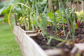 Various vegetables growing in raised beds in an allotment.