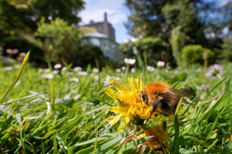 A carder bee sat on a dandelion in garden grass