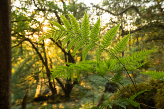 A fern in focus against a sunny, woodland backdrop.