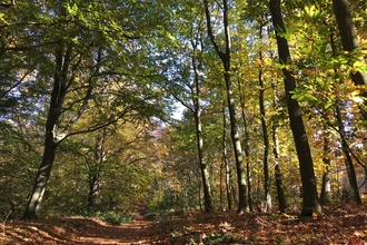 An autumn woodland, trees on either side of a path covered in fallen leaves