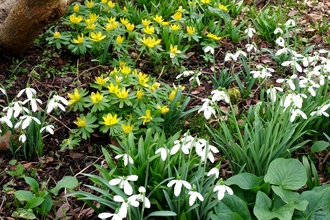 Snowdrops and winter aconite in a garden