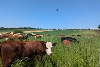 Grazing cattle at groundswell