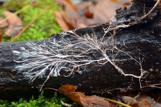 Root fungo micorrhizal network