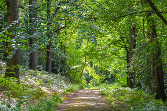 Brenchley Wood Pathway