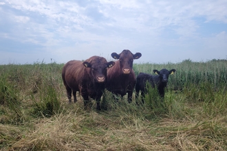 Two cows and a calf stood looking to towards the camera at Oare Marshes