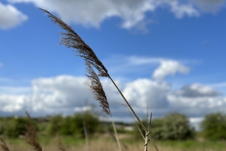 reed at Swanscombe 