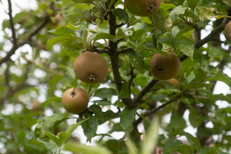 Three apples in a tree from below.