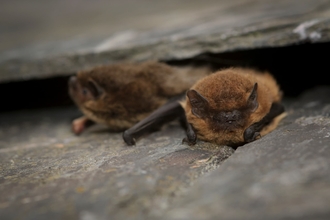 Two common pipistrelle bats nestled under slate roof tiles.