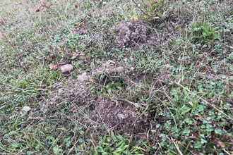 Warning issued after Metal detectorists dig up nature reserves image shows pot hole left by metal dectecting