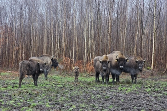 Picture showing the bison herd