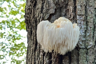 Lion's Mane Fungi by Pippa Hope