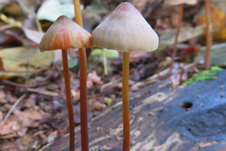 Saffron drop fungi growing from dead wood.