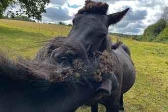 Two black horses nuzzling against each other, covered in burs.