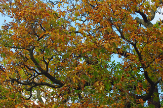 Horse chestnut