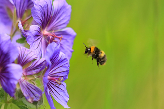 Wild About Gardens | Kent Wildlife Trust