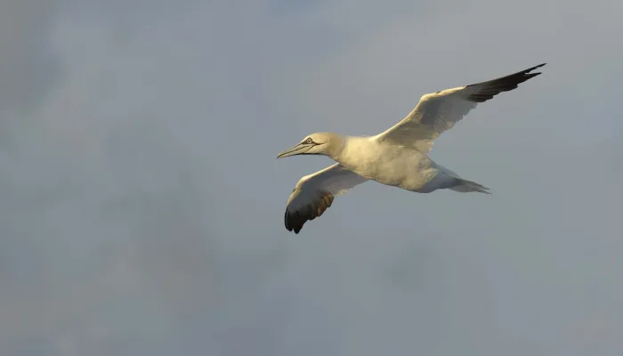 Gannet