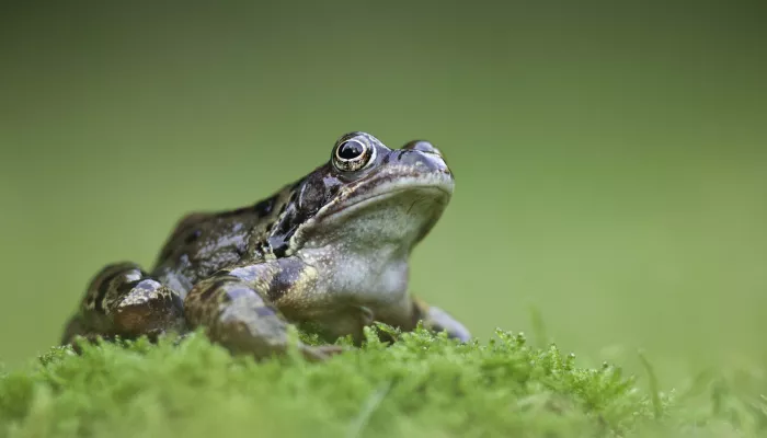 Common frog