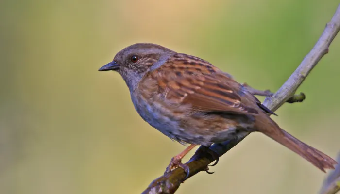 Dunnock