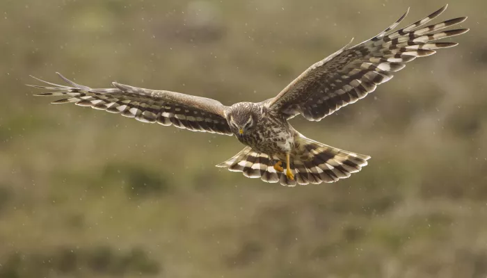 Female hen harrier